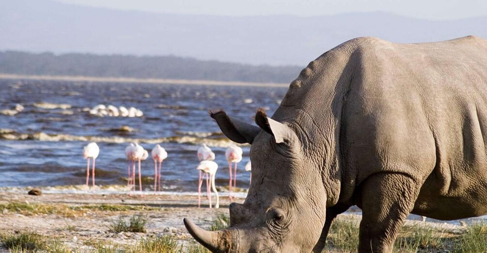 Picture 4 for Activity 6 Days Lake Bogoria , Lake Nakuru, Lake Naivasha And Maasai