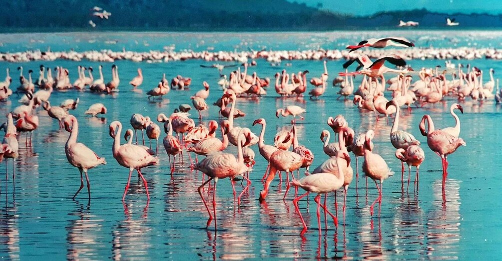 Picture 2 for Activity 6 Days Lake Bogoria , Lake Nakuru, Lake Naivasha And Maasai