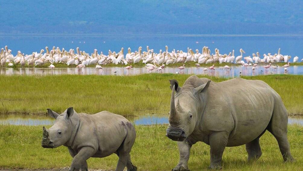 Picture 1 for Activity 6 Days Lake Bogoria , Lake Nakuru, Lake Naivasha And Maasai