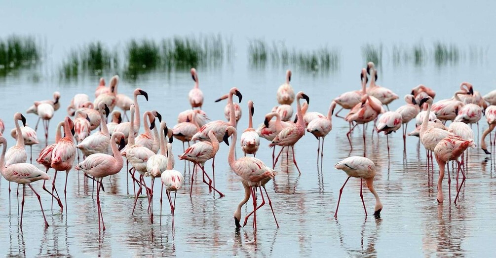 6 Days Lake Bogoria , Lake Nakuru, Lake Naivasha And Maasai