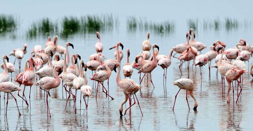 6 Days Lake Bogoria , Lake Nakuru, Lake Naivasha And Maasai