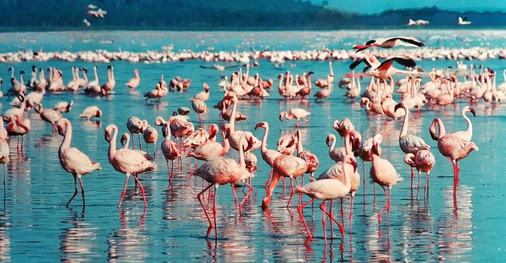 Picture 2 for Activity 6 Days Lake Bogoria , Lake Nakuru, Lake Naivasha And Maasai