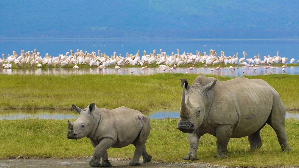 Picture 1 for Activity 6 Days Lake Bogoria , Lake Nakuru, Lake Naivasha And Maasai