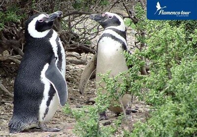 Punta Tombo 6-stündiger Landausflug ab Puerto Madryn