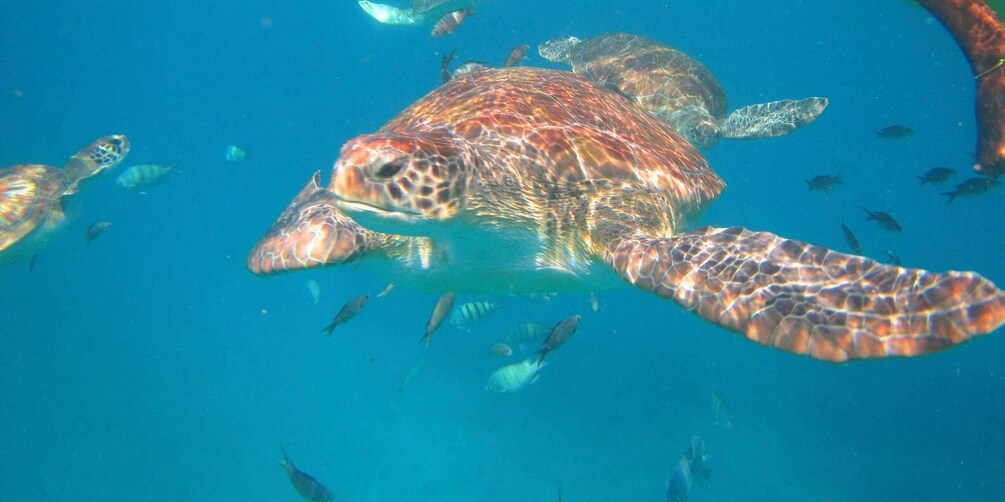 Picture 3 for Activity São Pedro experience (hiking & snorkel with turtles)