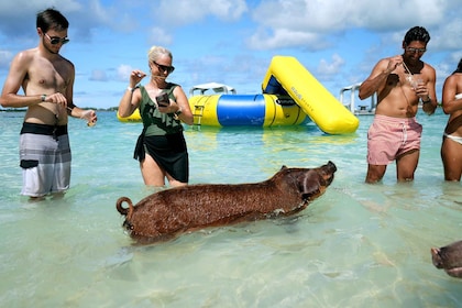 Nassau: Swimming Pigs, Snorkelling and Beach Boat Tour