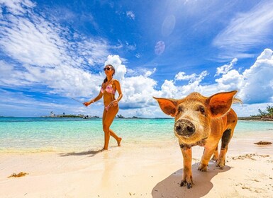 Nassau: Swimming Pigs, Snorkelling and Beach Boat Tour