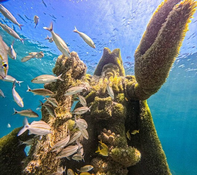 Picture 2 for Activity Nassau: Swimming Pigs, Snorkeling and Beach Boat Tour