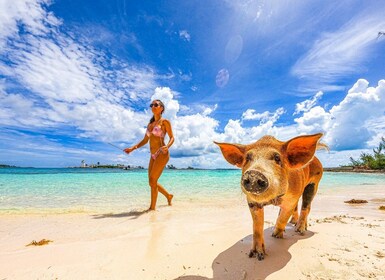 Nassau: Svømmende griser, snorkling og båttur på stranden