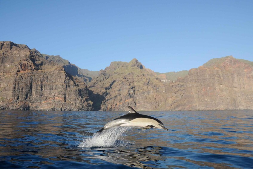 Picture 3 for Activity Los Gigantes: Dolphin and Whale Watching Tour with Drinks