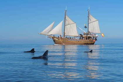 Los Gigantes: tour de observación de delfines y ballenas con bebidas