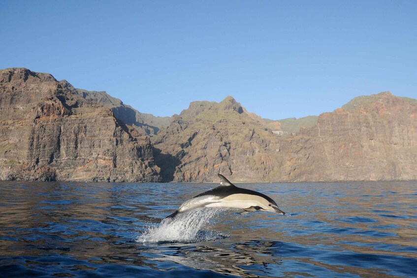 Picture 3 for Activity Los Gigantes: Dolphin and Whale Watching Tour with Drinks