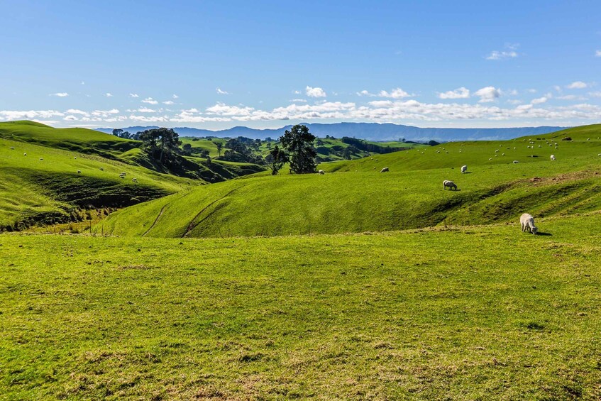 Picture 7 for Activity From Auckland or Rotorua: Hobbiton & Waitomo Tour with Lunch