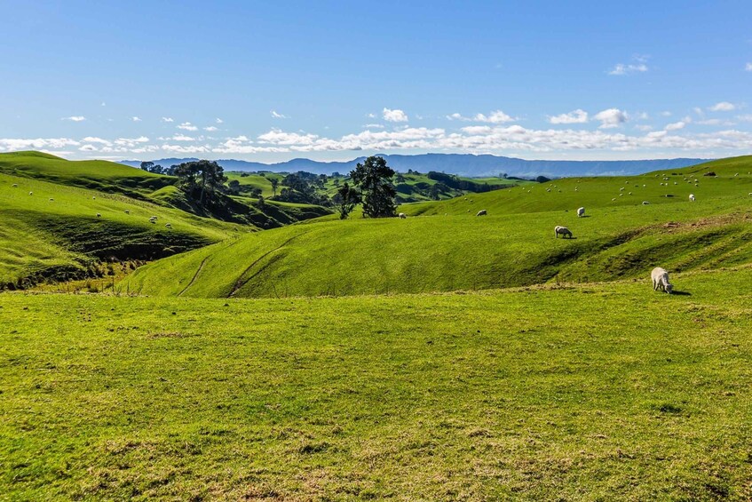 Picture 7 for Activity From Auckland or Rotorua: Hobbiton & Waitomo Tour with Lunch