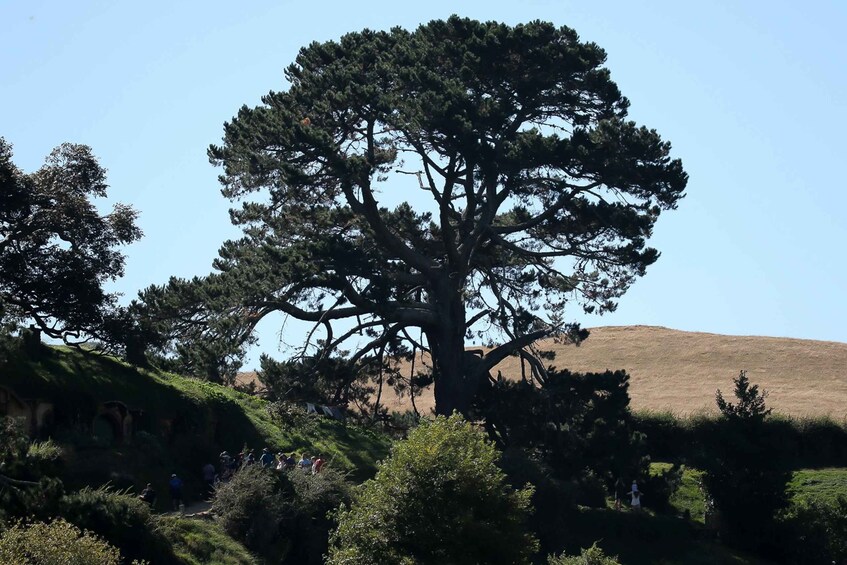 Picture 6 for Activity From Auckland or Rotorua: Hobbiton & Waitomo Tour with Lunch