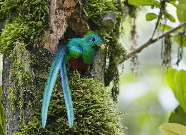 Picture 4 for Activity Quetzal: Costa Rica Birdwatching Experience - Los Quetzales