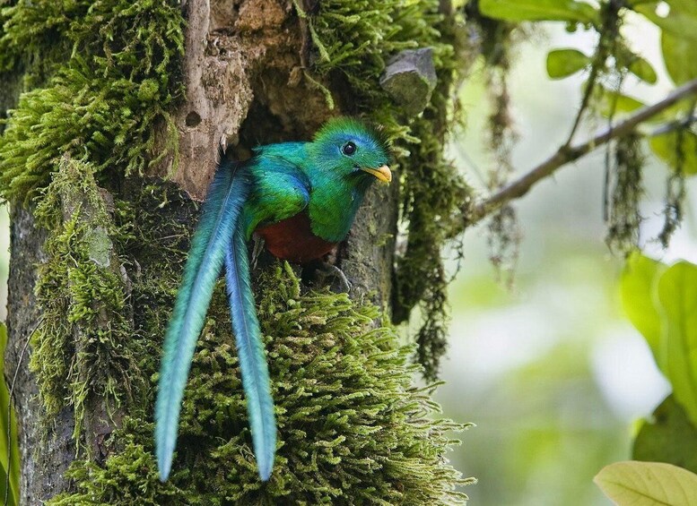 Picture 4 for Activity Quetzal: Costa Rica Birdwatching Experience - Los Quetzales