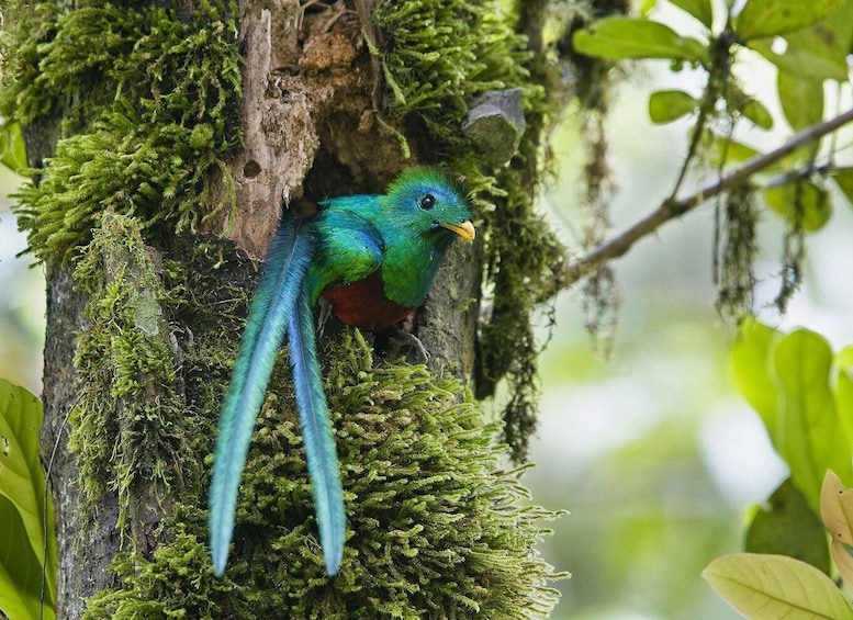 Picture 4 for Activity Quetzal: Costa Rica Birdwatching Experience - Los Quetzales