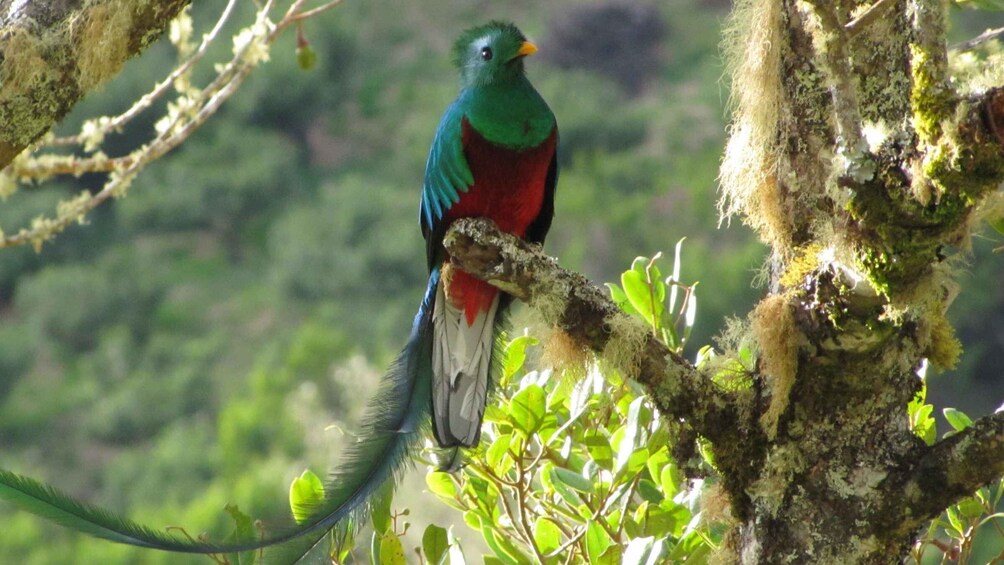 Picture 7 for Activity Quetzal: Costa Rica Birdwatching Experience - Los Quetzales