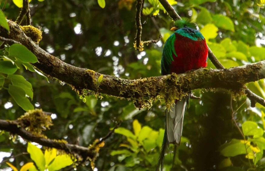 Picture 9 for Activity Quetzal: Costa Rica Birdwatching Experience - Los Quetzales