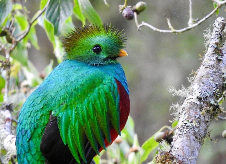 Quetzal: Costa Rica Birdwatching Experience - Los Quetzales