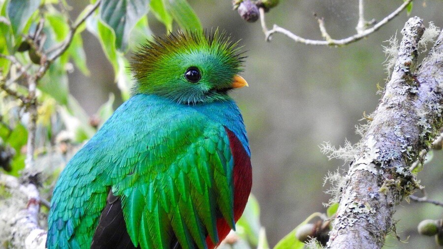 Quetzal: Costa Rica Birdwatching Experience - Los Quetzales