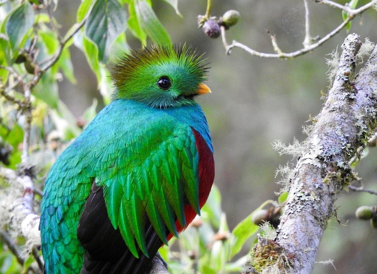 Quetzal: Costa Rica Birdwatching Experience - Los Quetzales