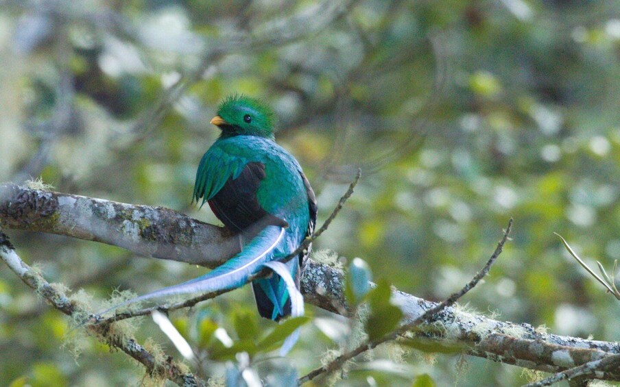 Picture 3 for Activity Quetzal: Costa Rica Birdwatching Experience - Los Quetzales