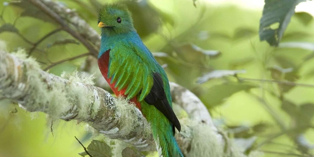 Picture 8 for Activity Quetzal: Costa Rica Birdwatching Experience - Los Quetzales