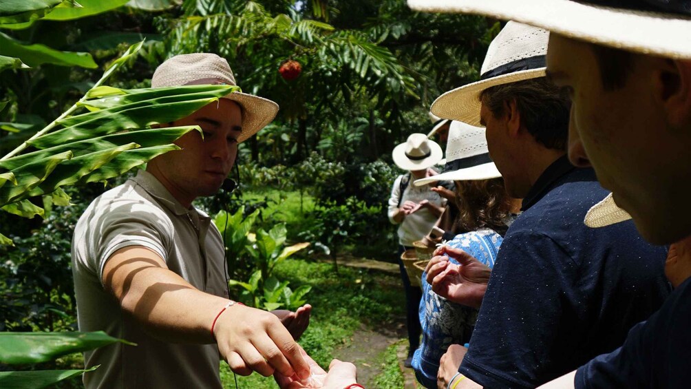 Picture 3 for Activity Descubre los secretos del Cafe, Cacao y Cascada en Minca