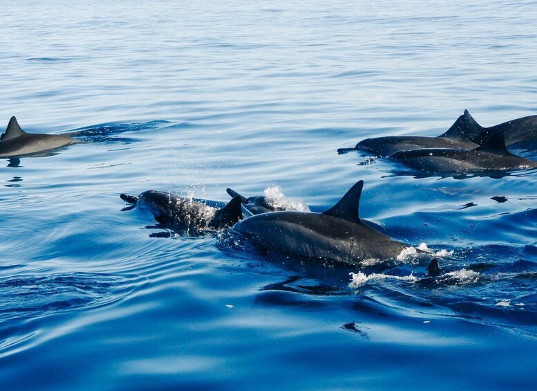 Picture 4 for Activity North Bali : Lovina Dolphins and Ulun Danu Temple