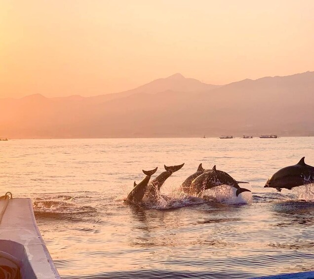 North Bali : Lovina Dolphins and Ulun Danu Temple