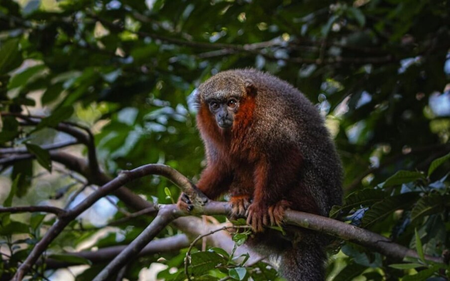 Picture 7 for Activity From Iquitos: Full day tour in the Peruvian jungle