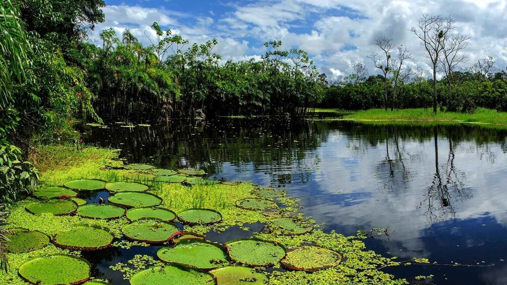 Picture 3 for Activity From Iquitos: Full day tour in the Peruvian jungle