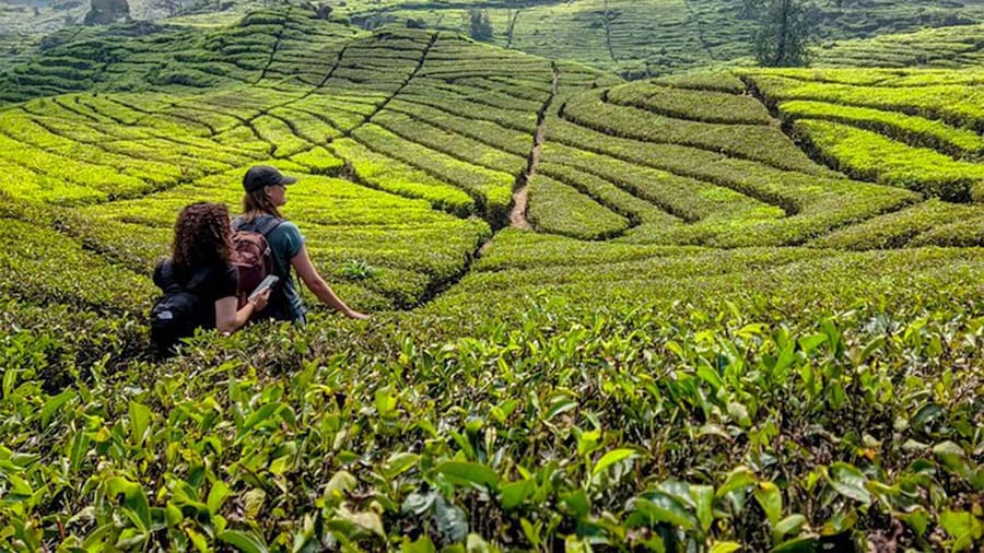 Bandung: White Crater, Scenic Tea Plantations & Hot Spring