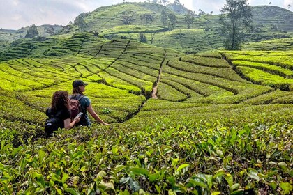 The White Crater Escape, Scenic Tea Plantations & Hot Spring
