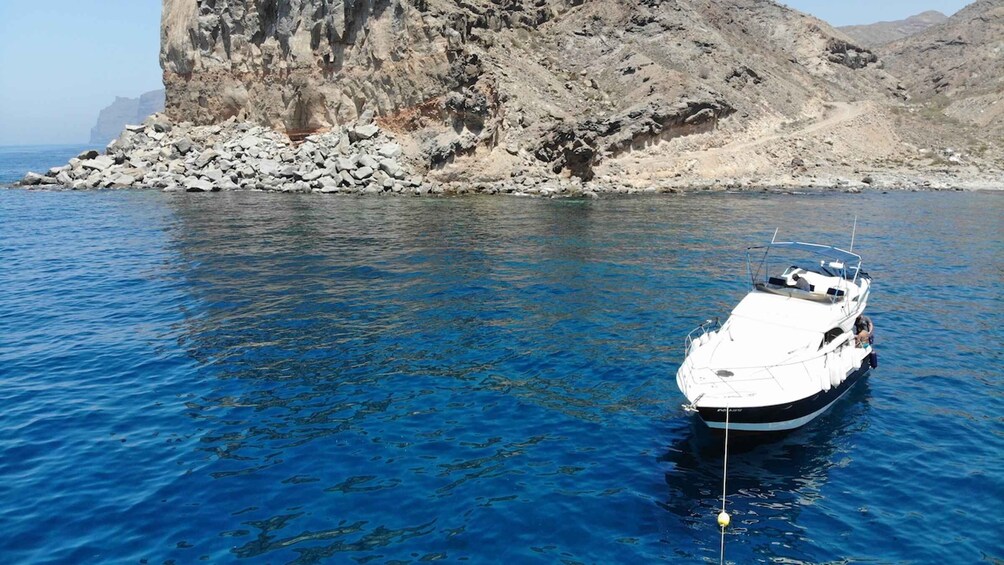 Puerto de Mogan : Dolphin boat trip