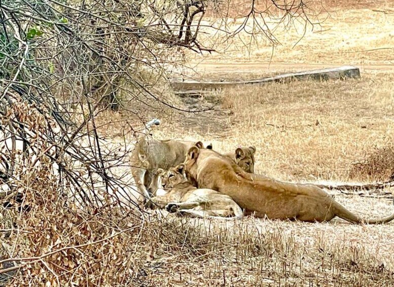 Picture 4 for Activity Sasan Gir: Devalia Park Safari with Skip-the-Line Access