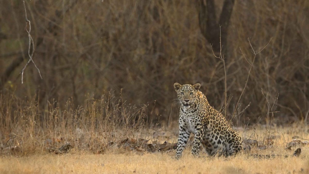 Picture 2 for Activity Sasan Gir: Devalia Park Safari with Skip-the-Line Access