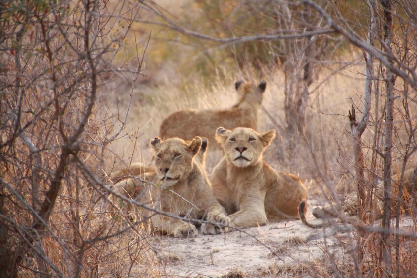 Sasan Gir: Devalia Park Safari with Skip-the-Line Access