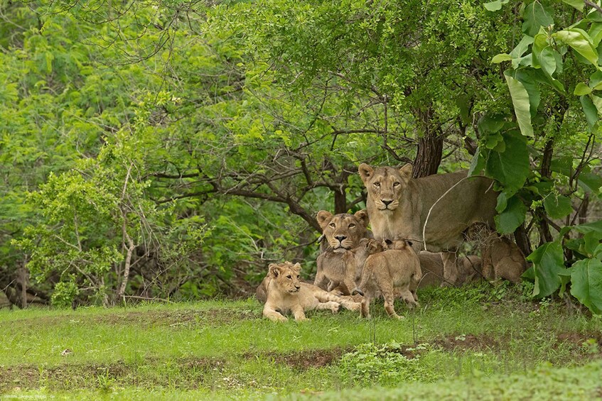 Picture 6 for Activity Sasan Gir: Devalia Park Safari with Skip-the-Line Access