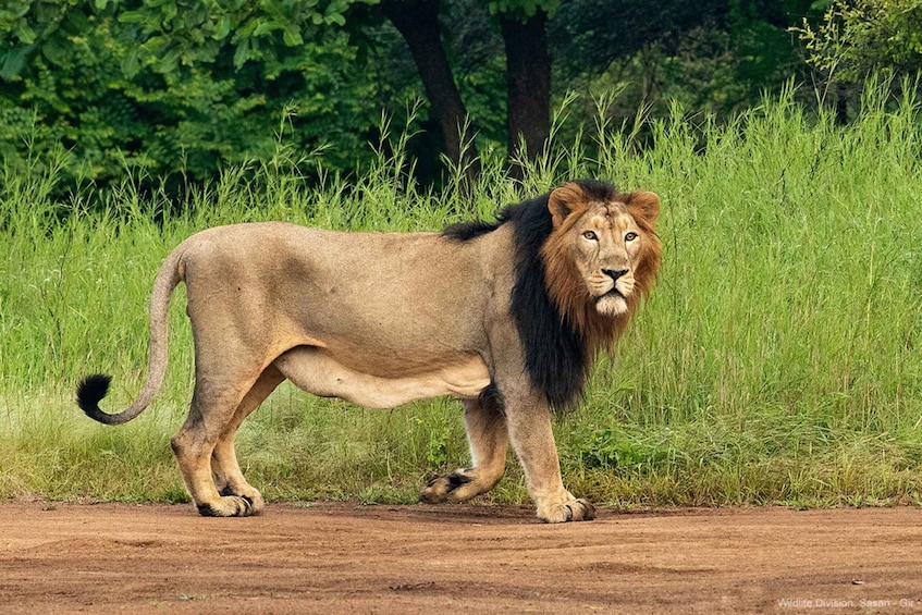 Picture 1 for Activity Sasan Gir: Devalia Park Safari with Skip-the-Line Access