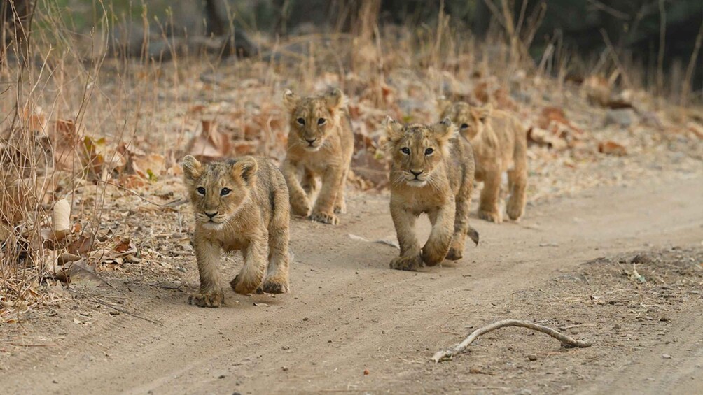 Picture 9 for Activity Sasan Gir: Devalia Park Safari with Skip-the-Line Access