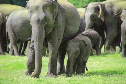 All Inclusive Minneriya National Park Halbtagessafari