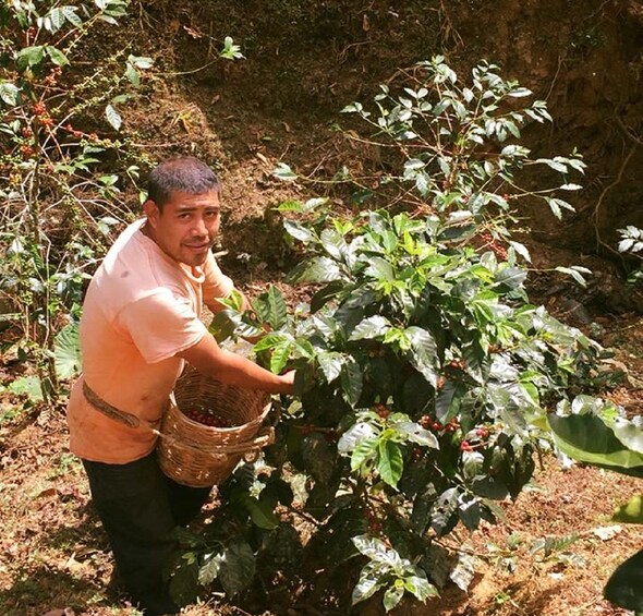 Picture 2 for Activity From Huatulco: Coffee Private Experience