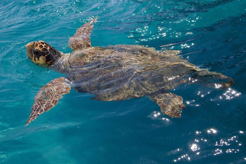 Picture 4 for Activity Laganas: Zakynthos Marine Park and Turtle Spotting Boat Tour