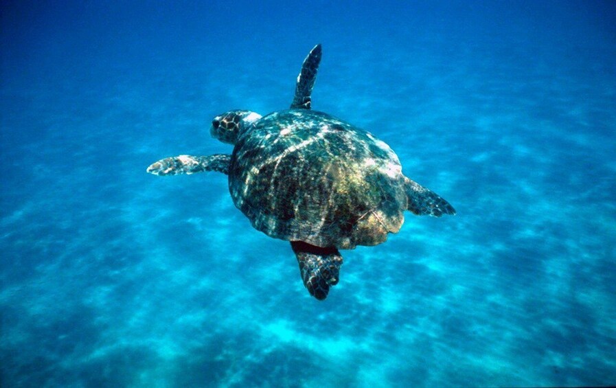 Picture 10 for Activity Laganas: Zakynthos Marine Park and Turtle Spotting Boat Tour