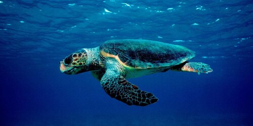 Laganas: Zakynthos Marine Park and Turtle Spotting Boat Tour