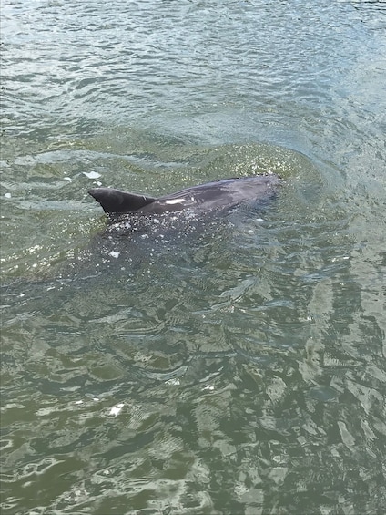 Picture 10 for Activity Hilton Head Island: 90-Minute Dolphin & Nature Tour