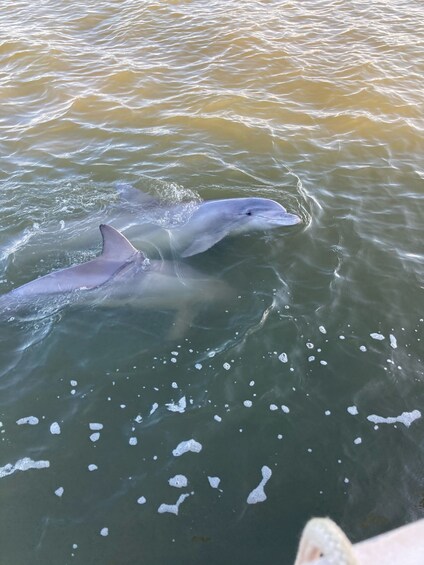 Picture 9 for Activity Hilton Head Island: 90-Minute Dolphin & Nature Tour